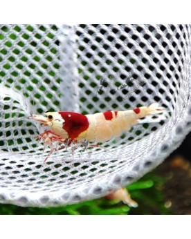 Crevettes Red Line Hinomaru - bande et motif dorsal