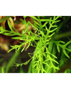 Hygrophila Odora feuilles vert clair