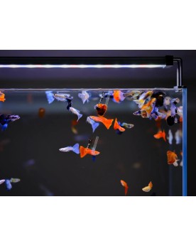 Twinstar B-line II 120cm LED RGB-W controleur inclus