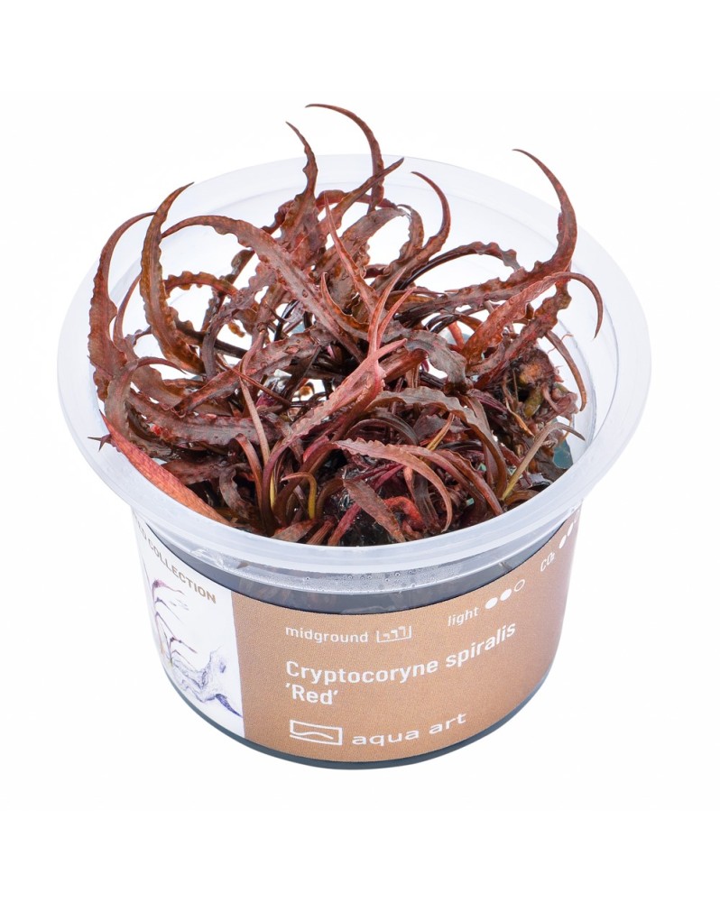 Cryptocoryne spiralis Red - feuilles rougees en spirale
