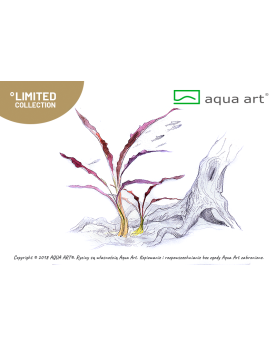Cryptocoryne spiralis Red - feuilles rougees en spirale