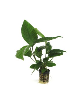 Anubias heterophylla en pot - feuilles larges