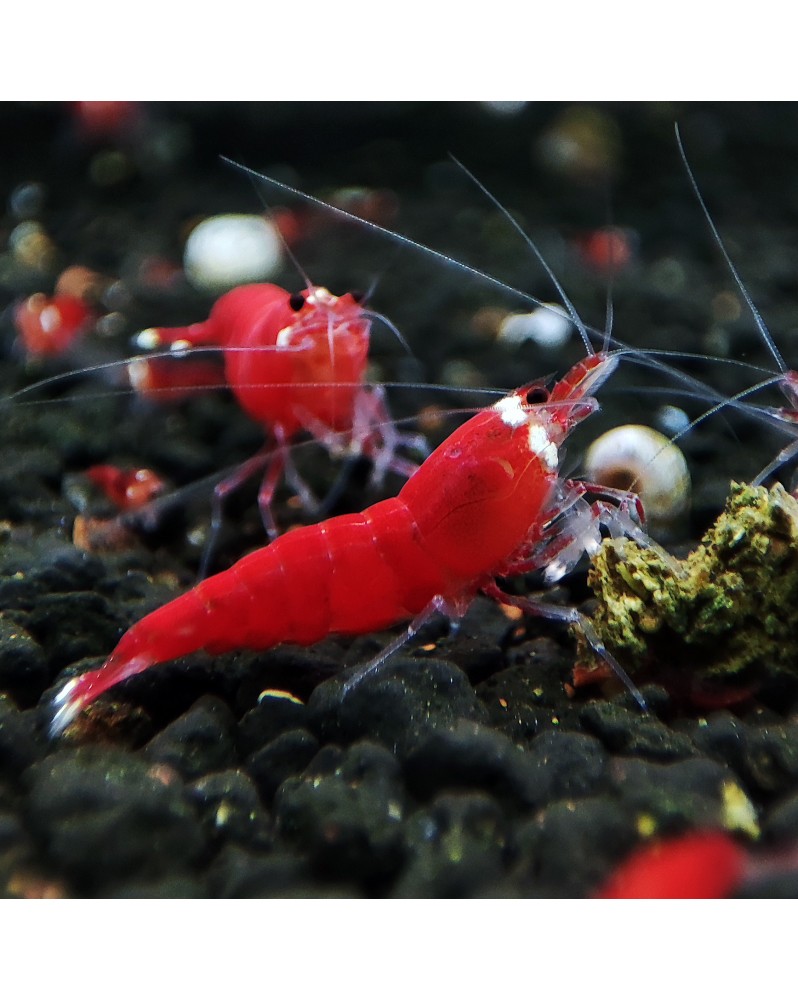 Super Crystal Red Santa - Crevettes rouge vif