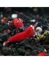 Super Crystal Red Santa - Crevettes rouge vif