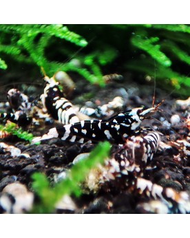 Crevettes Fancy Tiger Black Mid declasses