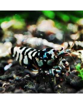 Crevettes Fancy Tiger Black Mid declasses
