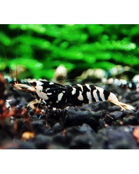 Crevettes Fancy Tiger Black Mid declasses