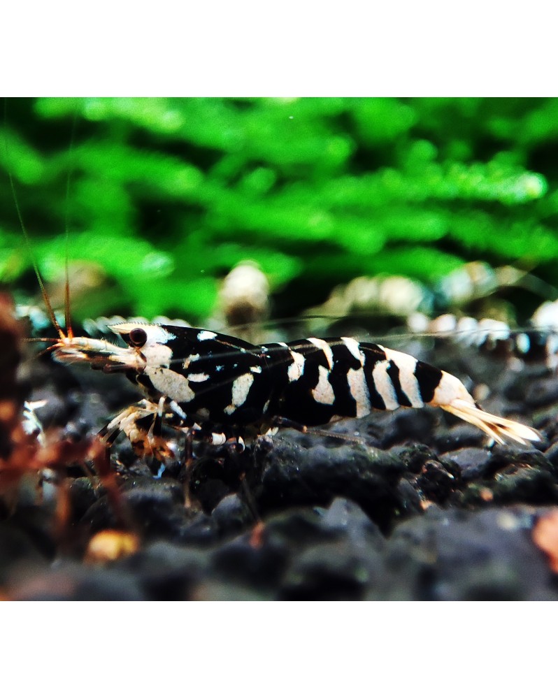 Crevettes Fancy Tiger Black Mid declasses