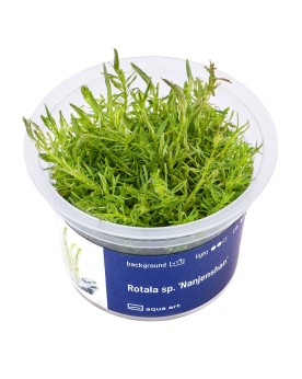 Rotala Nanjenshan plante aquatique fine et delicate