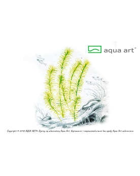 Rotala Nanjenshan plante aquatique fine et delicate