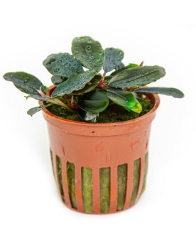 Bucephalandra Sordidula Blue - feuilles 3-4 cm
