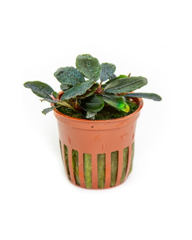 Bucephalandra Sordidula Blue - feuilles 3-4 cm
