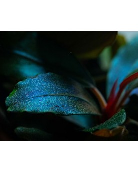 Bucephalandra Sordidula Blue - feuilles 3-4 cm