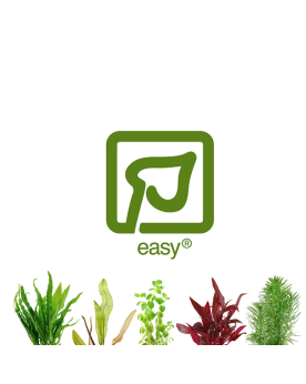 Lot 5 plantes faciles pour aquarium sans CO2