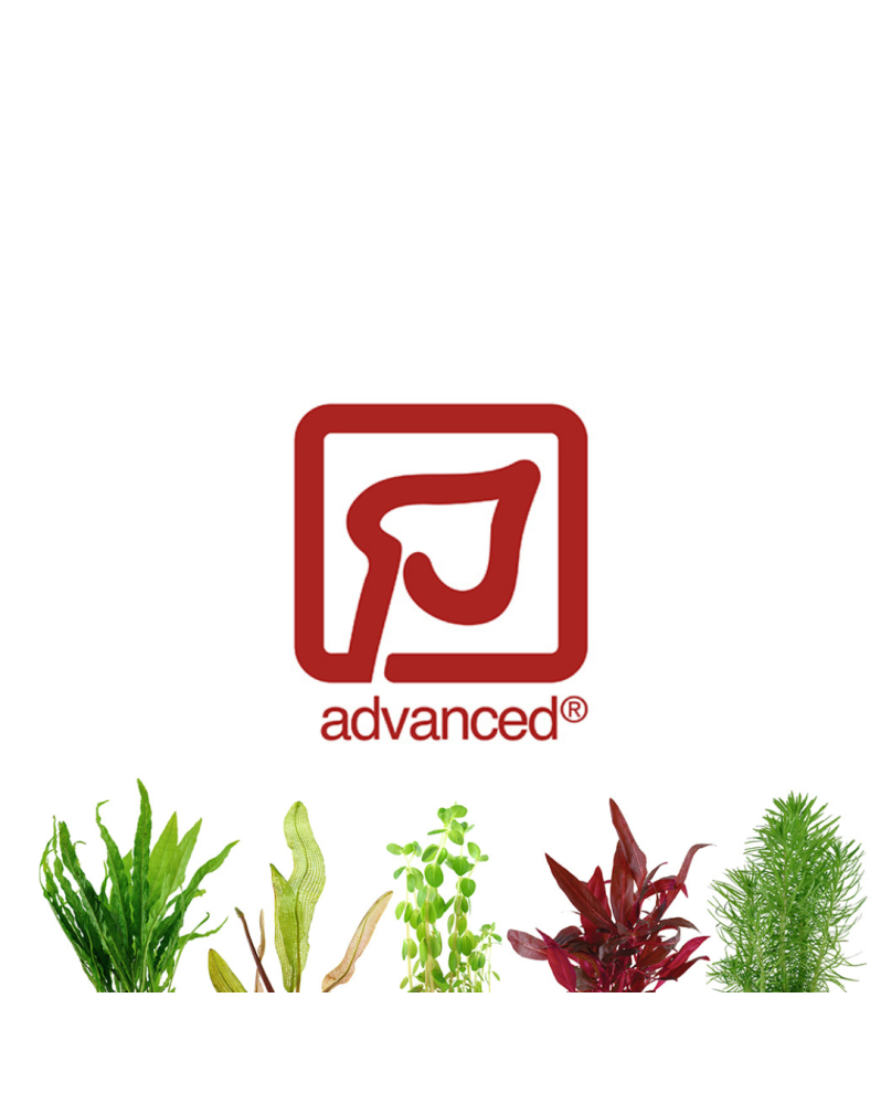 Lot de 3 plantes rouges