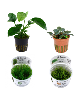 Lot 4 plantes pour bac a crevettes: anubias et mousses