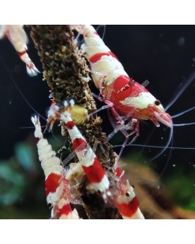 Crevettes Pure Red Line Mixes Grade AS Hinomaru Mosura