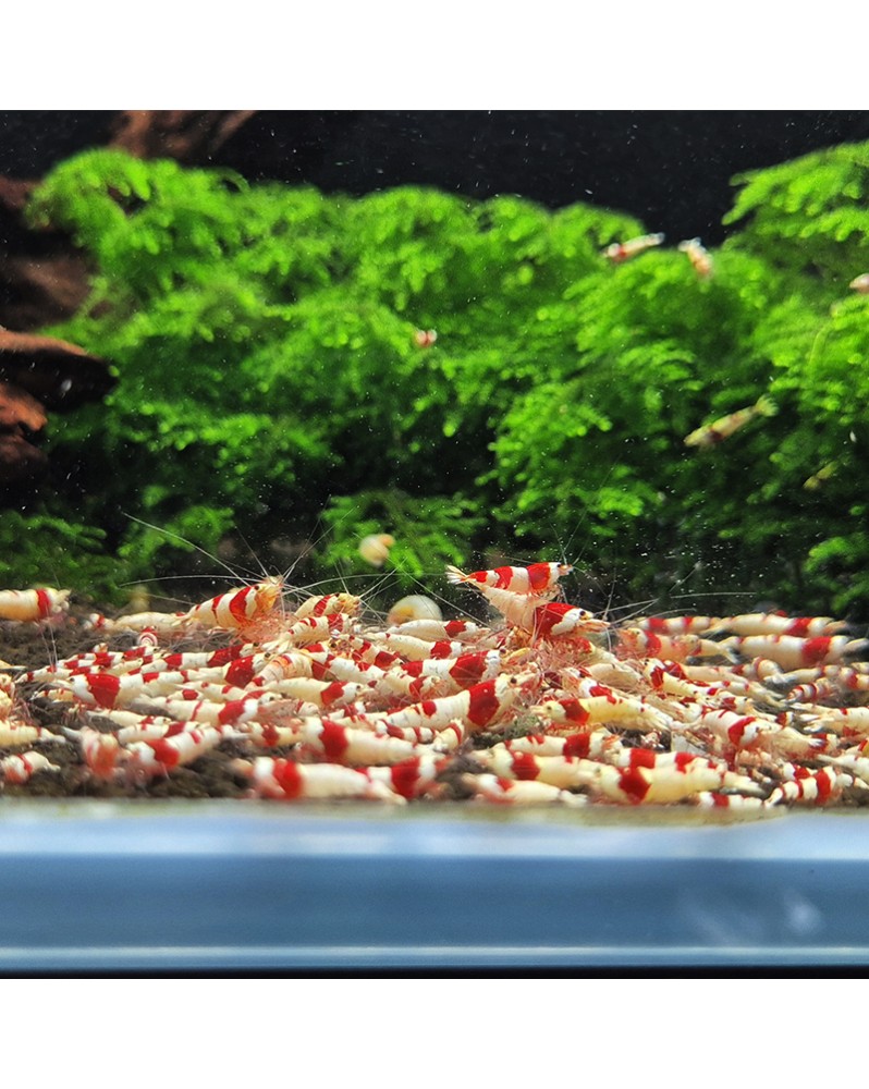 Crevettes Pure Red Line Mixes Grade AS Hinomaru Mosura