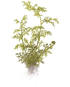 Ceratopteris thalictroides fougere aquarium feuilles ramifiees