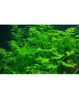 Ceratopteris thalictroides fougere aquarium feuilles ramifiees