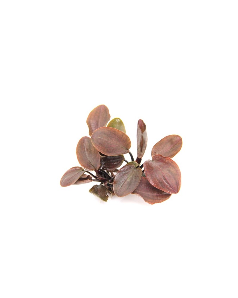 Lagenandra meeboldii en aquarium feuilles marron