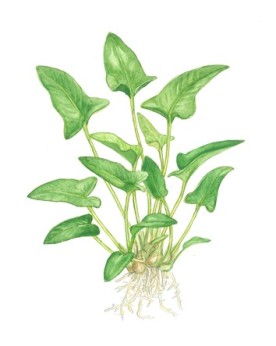 Anubias gracilis sur bois ou rocher