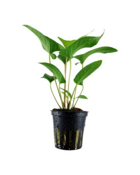 Anubias gracilis sur bois ou rocher