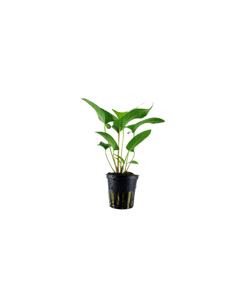 Anubias gracilis sur bois ou rocher