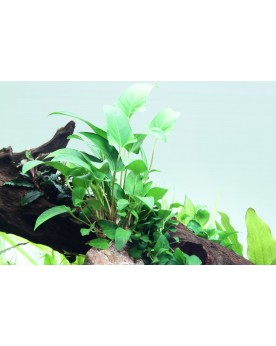 Anubias gracilis sur bois ou rocher