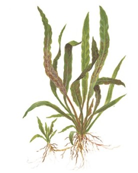 Cryptocoryne asiatique a feuilles rouges-brunes en aquarium