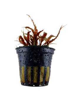 Cryptocoryne asiatique a feuilles rouges-brunes en aquarium