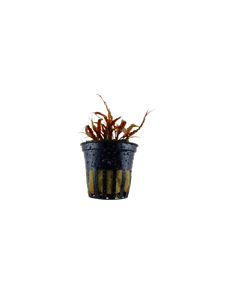 Cryptocoryne asiatique a feuilles rouges-brunes en aquarium