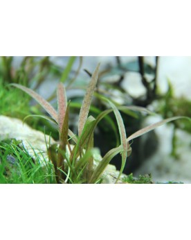 Cryptocoryne asiatique a feuilles rouges-brunes en aquarium