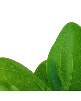 Echinodorus Aquartica feuilles rondes vert vif