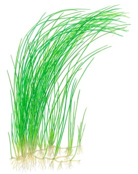 Eleocharis d Amerique - fond vegetal 20-40 cm