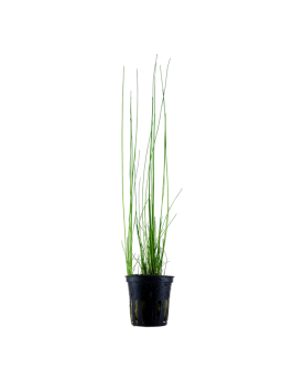 Eleocharis d Amerique - fond vegetal 20-40 cm