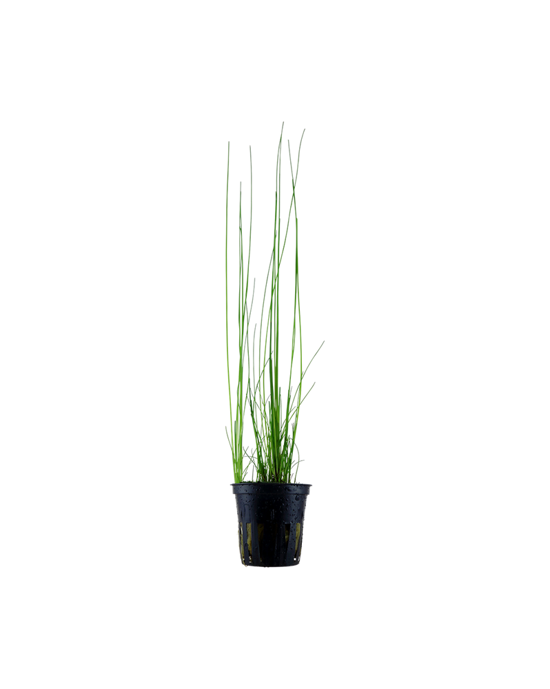 Eleocharis d Amerique - fond vegetal 20-40 cm
