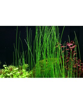 Eleocharis d Amerique - fond vegetal 20-40 cm