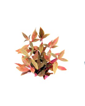 Alternanthera Red Ruby feuilles aux nervures rubis