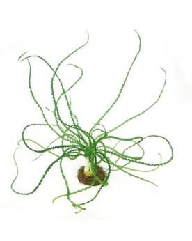 Crinum calamistratum feuilles frisees en aquarium