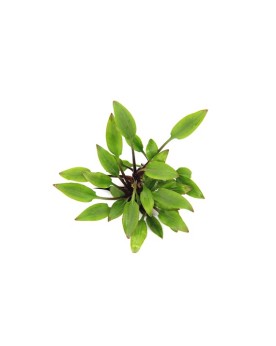 Cryptocoryne lutea Hobbit plante naine pour petit aquarium