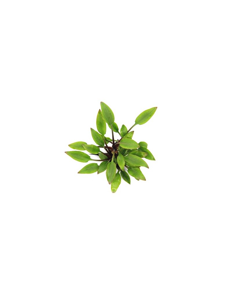 Cryptocoryne lutea Hobbit plante naine pour petit aquarium