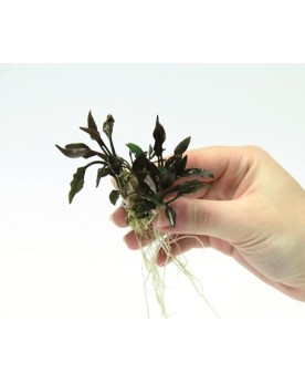 Cryptocoryne lutea Hobbit plante naine pour petit aquarium
