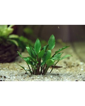 Cryptocoryne lutea Hobbit plante naine pour petit aquarium