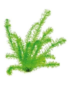 Egeria Densa plante aquatique oxygene et anti-algues