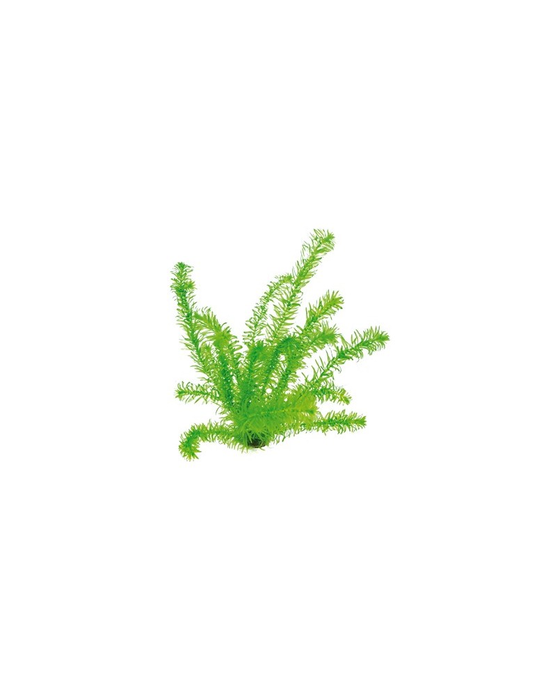 Egeria Densa plante aquatique oxygene et anti-algues
