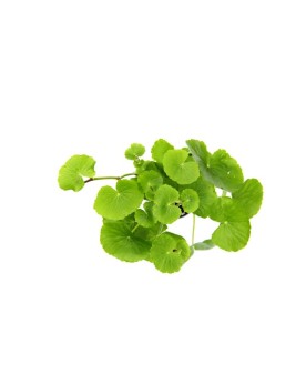 Hydrocotyle leucocephala en aquarium