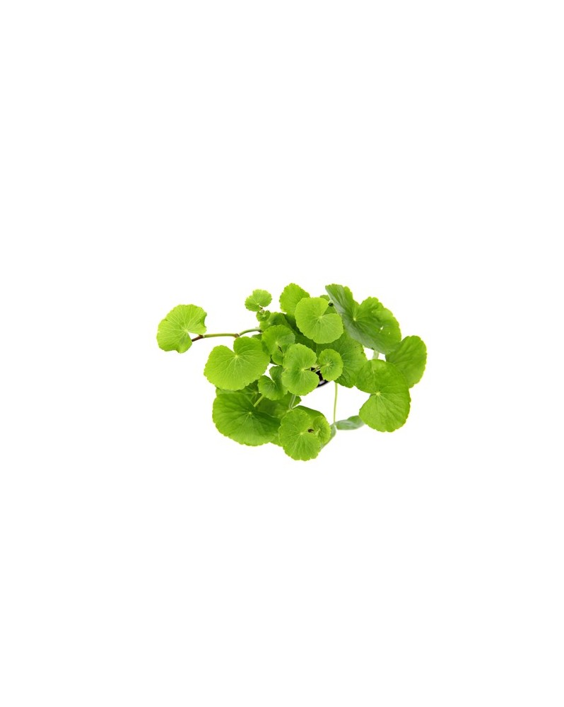 Hydrocotyle leucocephala en aquarium