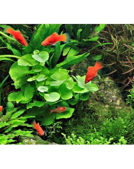 Hydrocotyle leucocephala en aquarium