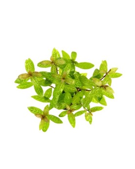 Hygrophila Polysperma Sunset feuillage rose a rougeatre